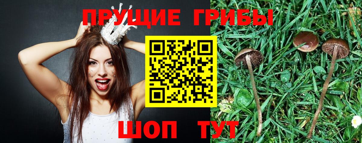 Галлюциногенные грибы мицелий  Вход с VPN  Отрадное 